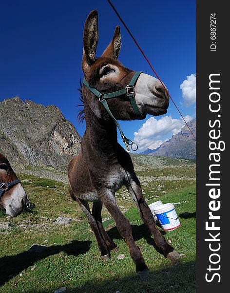 A funny mule at crete seche refuge in aosta's valley. A funny mule at crete seche refuge in aosta's valley