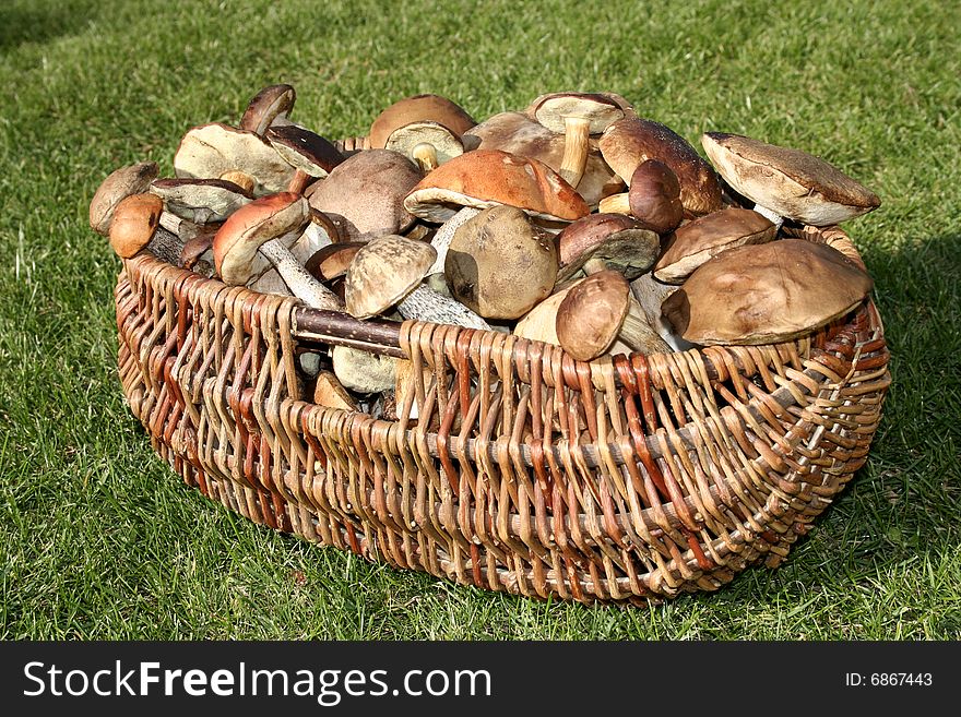 Wild mushrooms basket