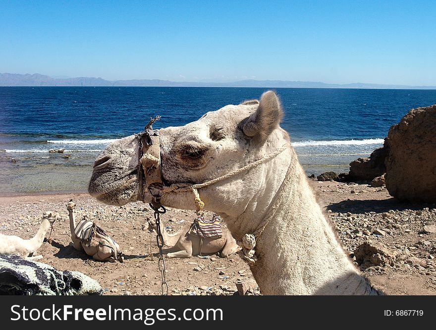 Camel near sea in africa
