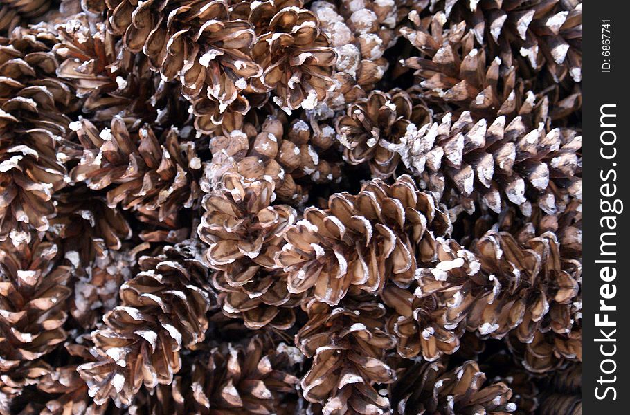 Pile of white pine cones. Pile of white pine cones