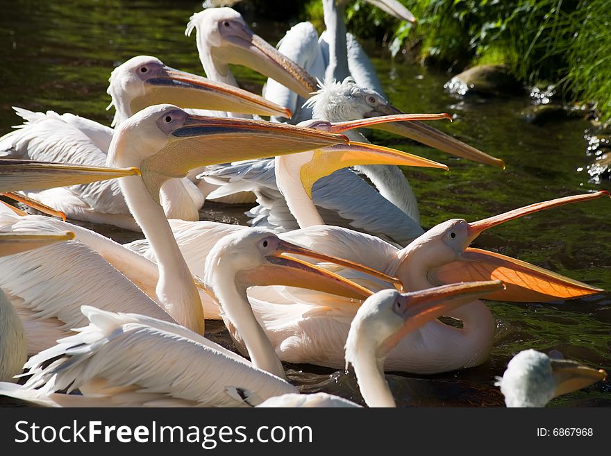 Photograph of the group of pelicans