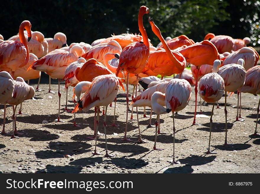 Photograph of the group of Flamingos