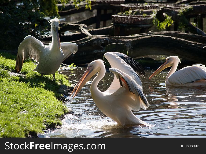 Photograph of the group of pelicans