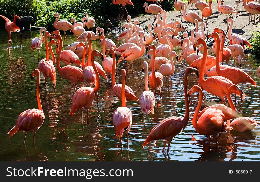 Photograph of the group of Flamingos