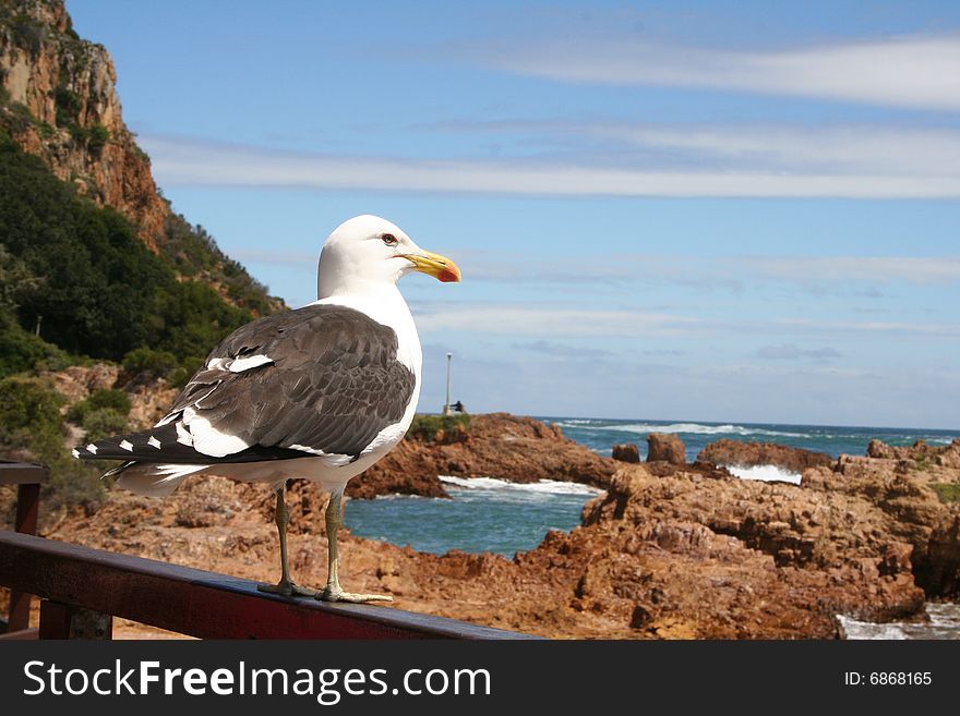 A sea gull sitting on a perch looking out onto the rugged rocky terrain of the Knysna lagoon, South Africa.