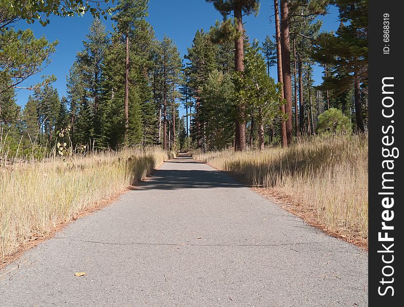 Paved path in the woods, with evergreens on either side.