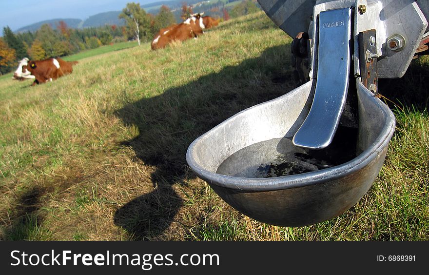 Cows with a water dispenser