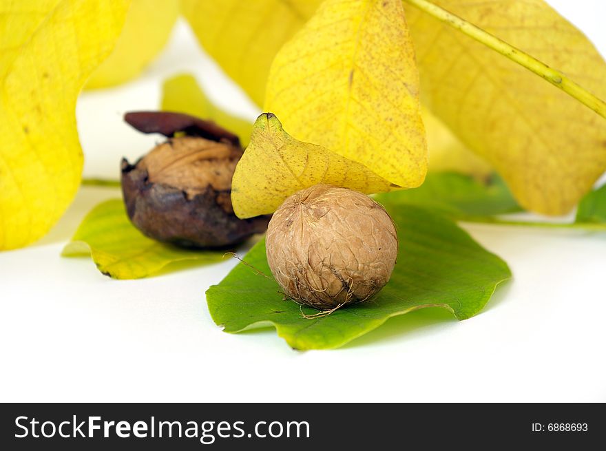 Fresh walnut and leaf isolated on a white background. Fresh walnut and leaf isolated on a white background