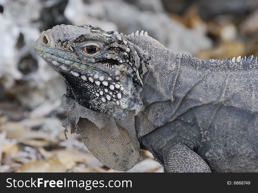 Wild Iguana of Caribbean Islands, Cayo Largo del Sur, Cuba