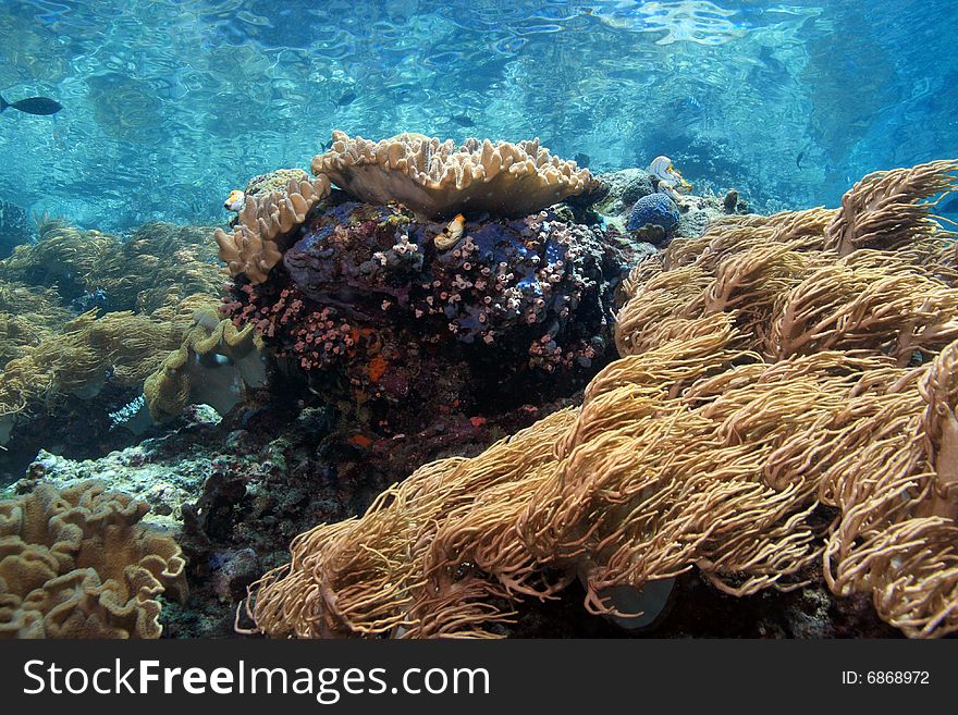 Indonesian coral reef in the Lembeh straits of North Sulawesi