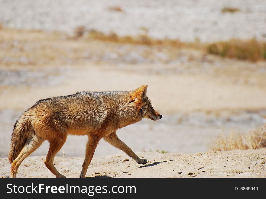A coyote hunts for food in the desert. A coyote hunts for food in the desert.