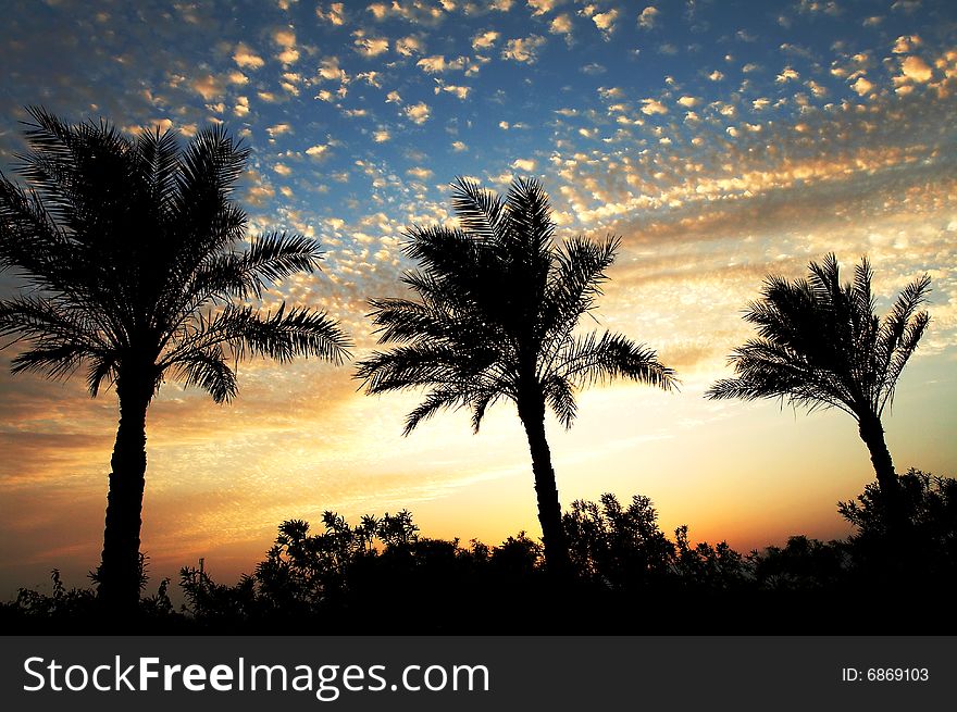 Palm silhouettes on colorful sky background. Palm silhouettes on colorful sky background