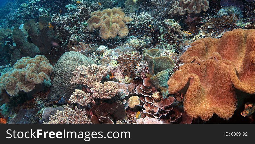 Indonesian coral reef in the Lembeh straits of North Sulawesi