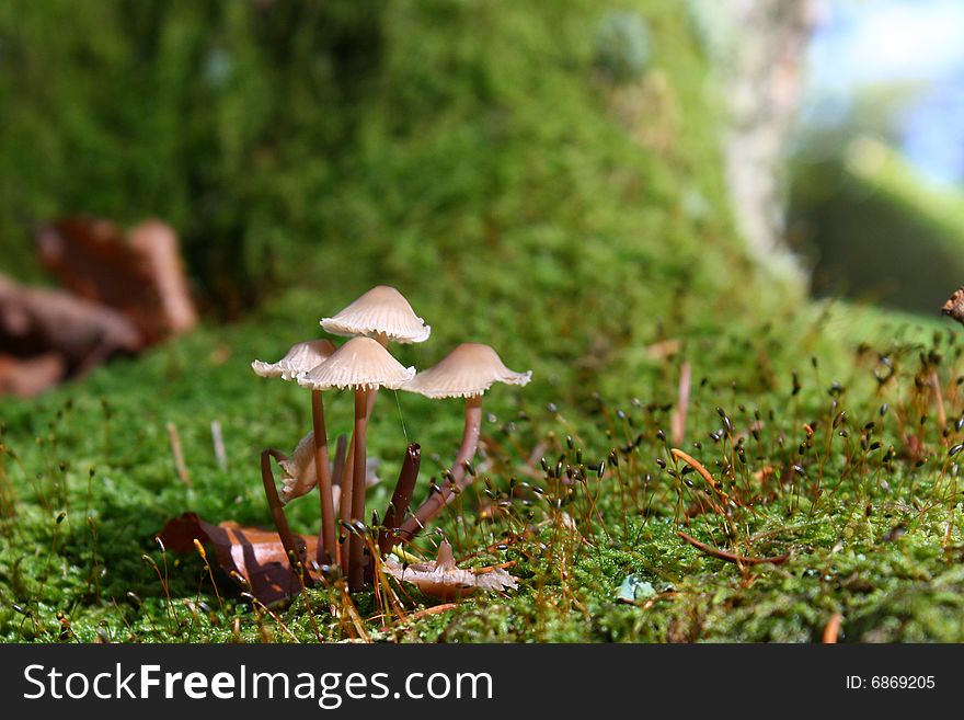 Small mushrooms in the forest on a moss carpet, bokeh