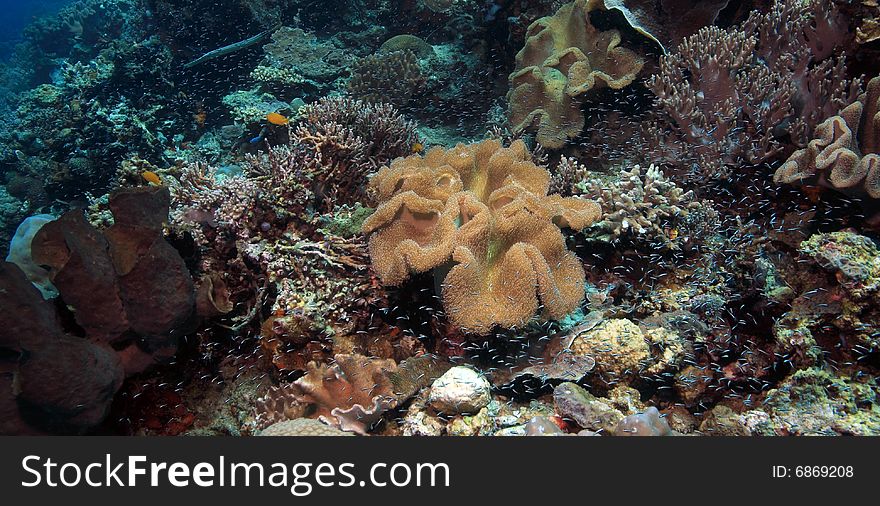 Iindonesian coral reef in the Lembeh straits of North Sulawesi