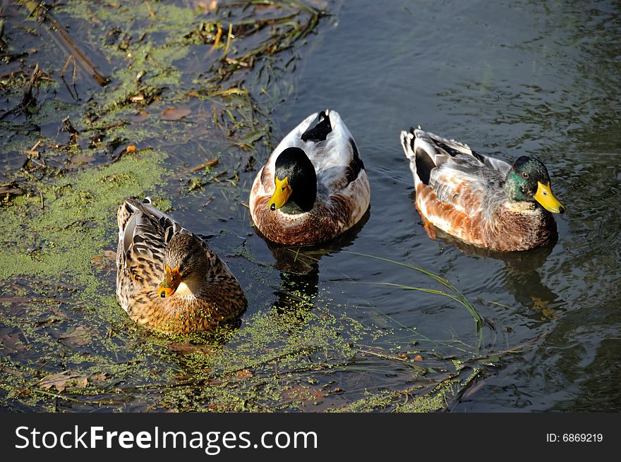 Three staring colorful ducks in nature water. Three staring colorful ducks in nature water