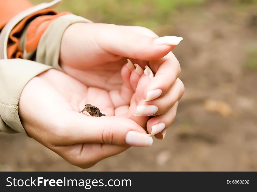 Small Frog In The Hands