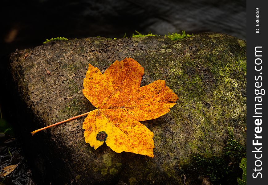 The fallen leaf on the stone. The fallen leaf on the stone