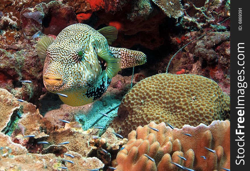 Large puffer on Indonesian reefs in North Sulawesi. Large puffer on Indonesian reefs in North Sulawesi