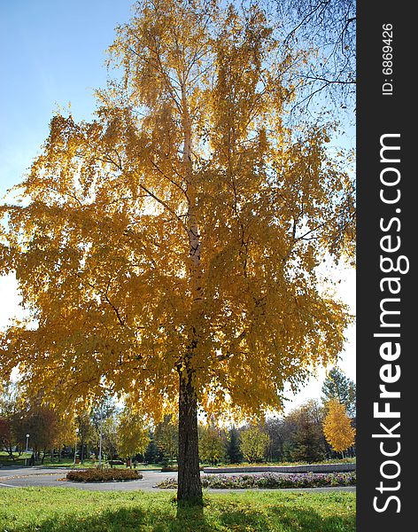 Beautiful autumn tree and the sun. Beautiful autumn tree and the sun