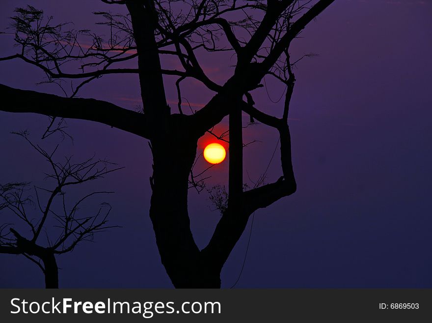 Silhouetted Tree Sunset Indian Himalayas