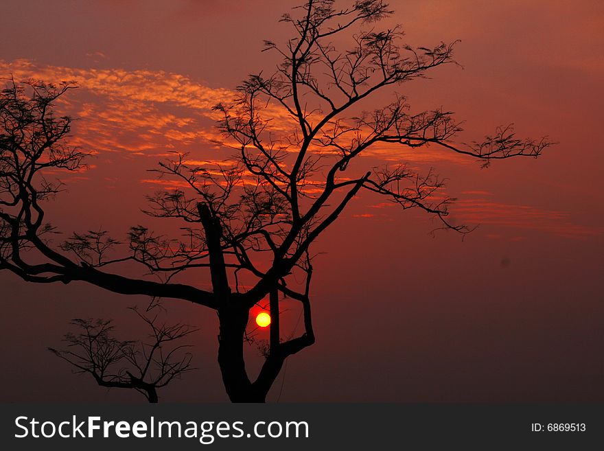 Silhouetted tree & Himalayan sunset India