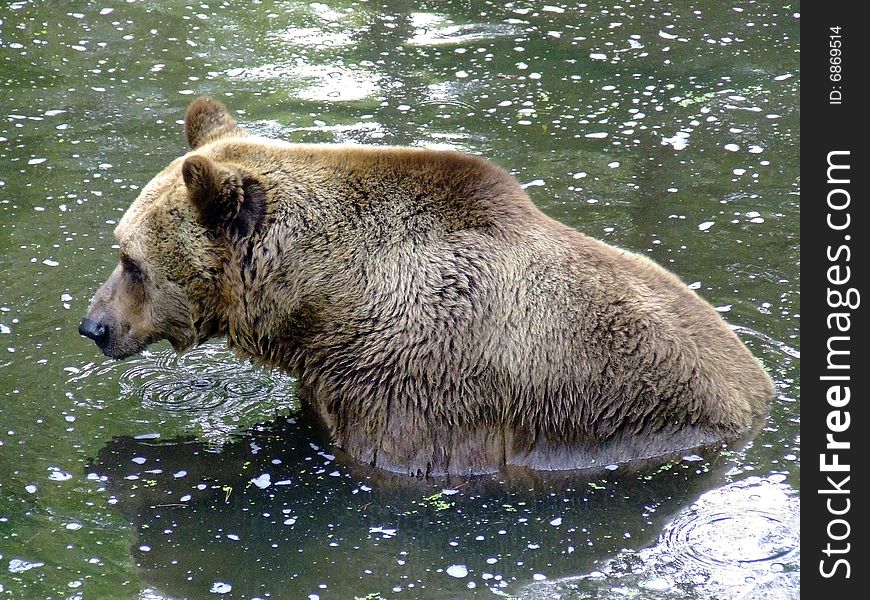 The Brown Bear (Ursus arctos) is an omnivorous mammal of the family Ursidae, distributed across much of northern Eurasia and North America.