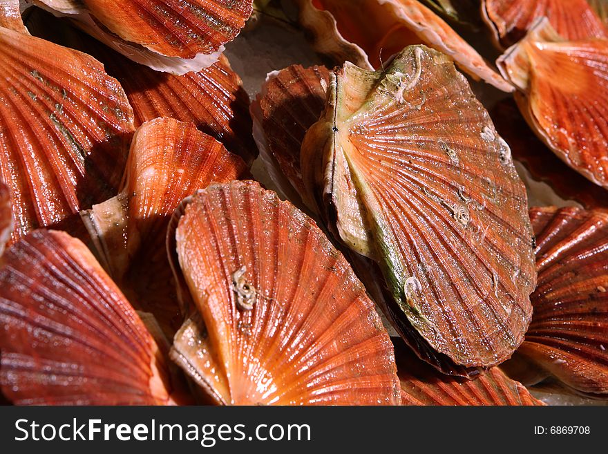 Scallops at the market animal, beach, business,