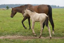 Horse With Her Foal Royalty Free Stock Photography Horse With Her Foal Royalty Free Stock Photography