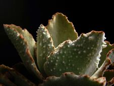 Spiny Succulent Stock Photo Spiny Succulent Stock Photo