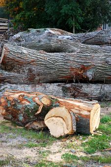 Peeled Log Stock Images Peeled Log Stock Images