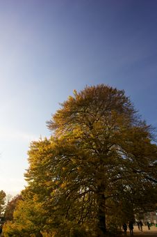 Autumn Tree Royalty Free Stock Photos Autumn Tree Royalty Free Stock Photos