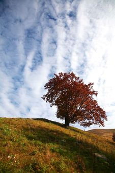 Autumn Tree Stock Photography