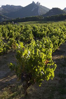 Vineyard Royalty Free Stock Photography Vineyard Royalty Free Stock Photography