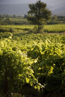 Vineyard Stock Photos Vineyard Stock Photos