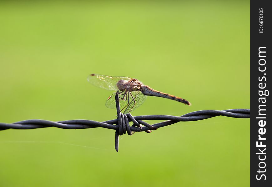 Dragon Fly On Barbed Wire