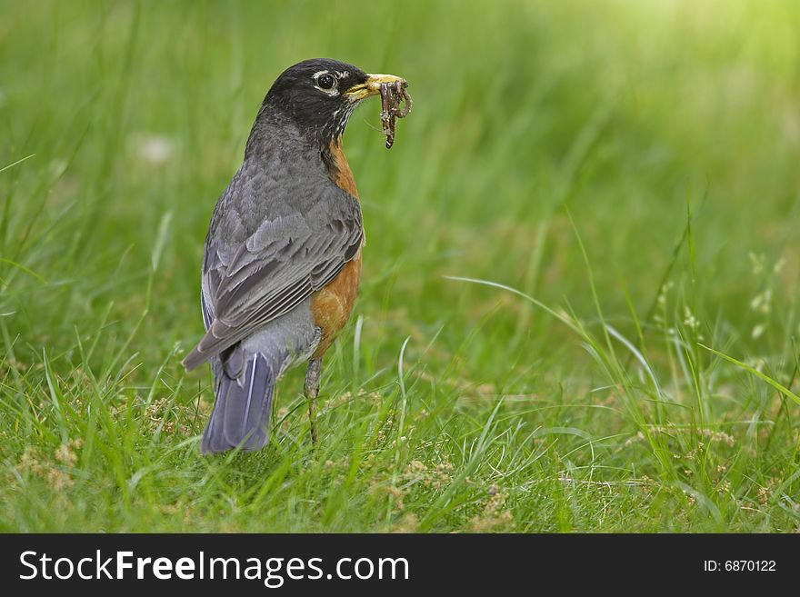 American Robin (Turdus migratorius migratorius) with worms in mouth