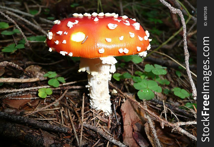A wonderfull fly agaric in the middle of the forrest. A wonderfull fly agaric in the middle of the forrest