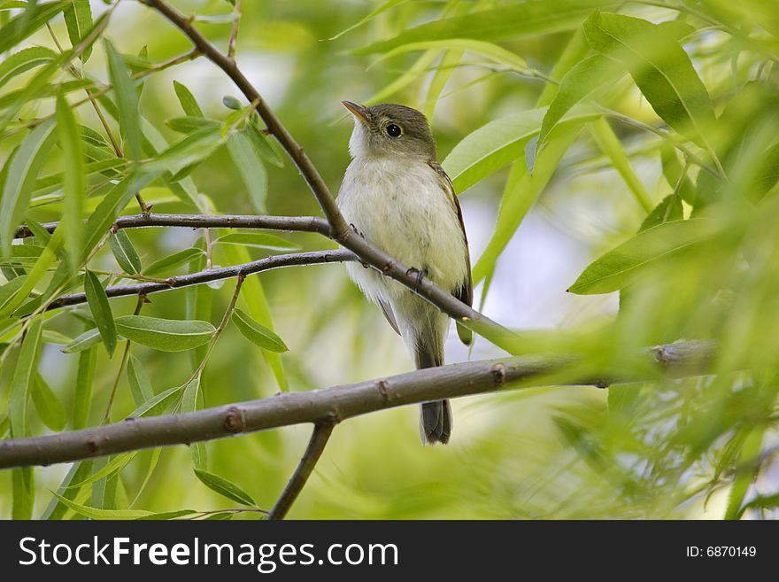 Eastern Willow Flycatcher (Empidonax traillii traillii)