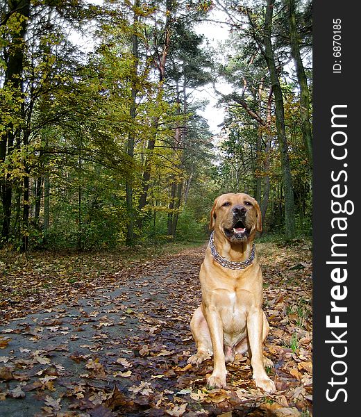 Sitting labrador in the forest