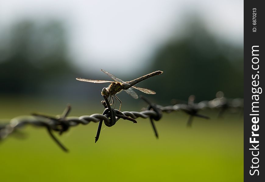 Dragon Fly On Barbed Wire