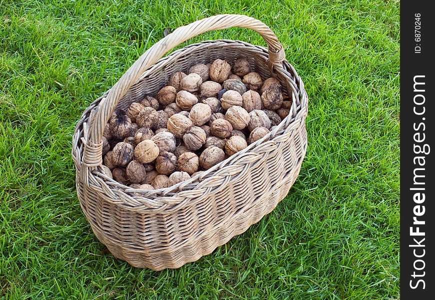 Lot of walnuts in the basket after gathering. Lot of walnuts in the basket after gathering.