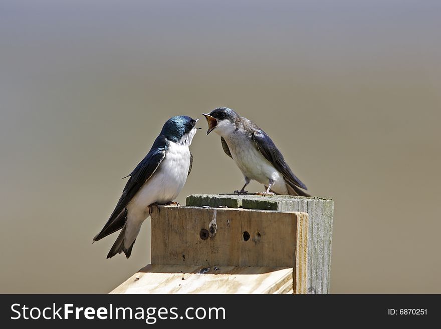 Tree Swallows (Tachycineta bicolor) on nest. Tree Swallows (Tachycineta bicolor) on nest