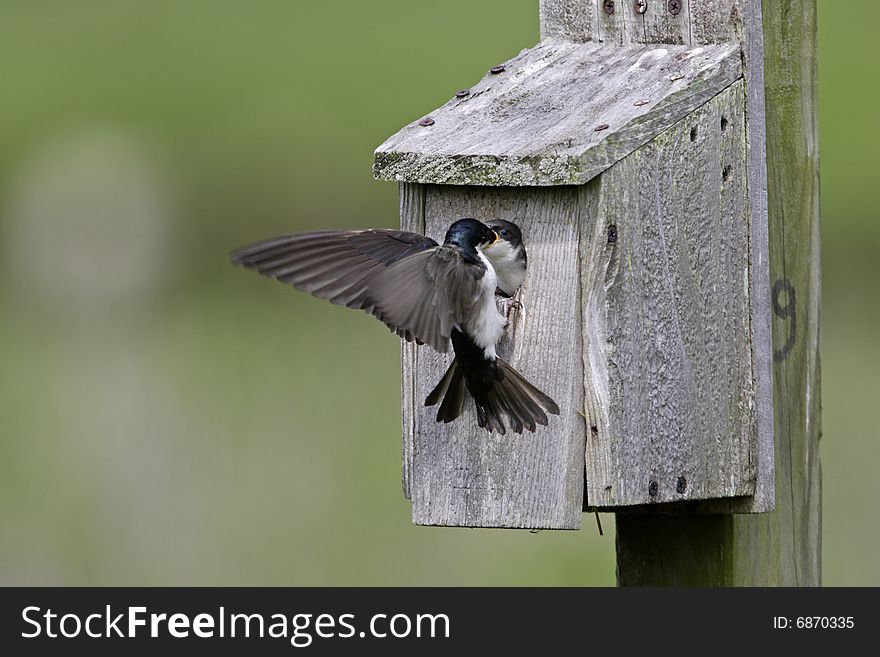 Tree Swallow (Tachycineta bicolor) feeding juvenile. Tree Swallow (Tachycineta bicolor) feeding juvenile