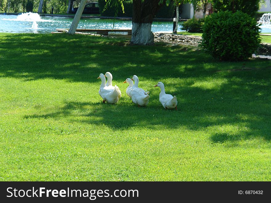 Ducks  walking on the lawn