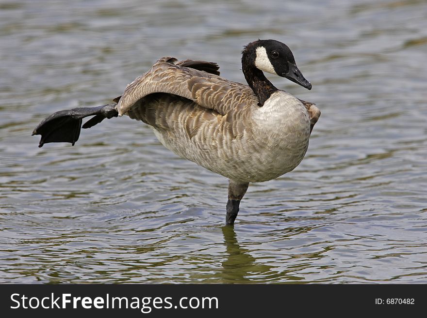 Canada Goose Stretching In Water