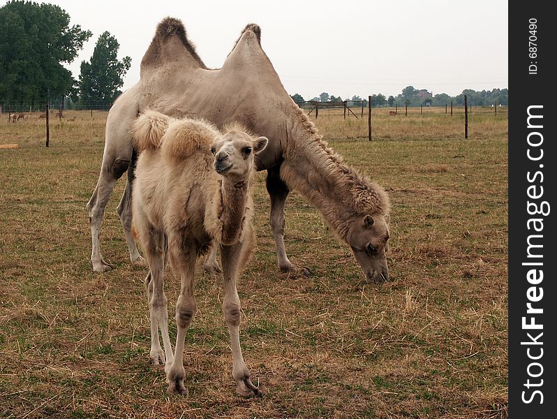 Baby camel near mother on a grass