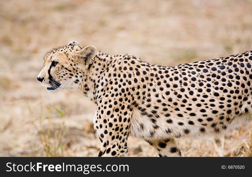 Photo of a cheetah. South Africa