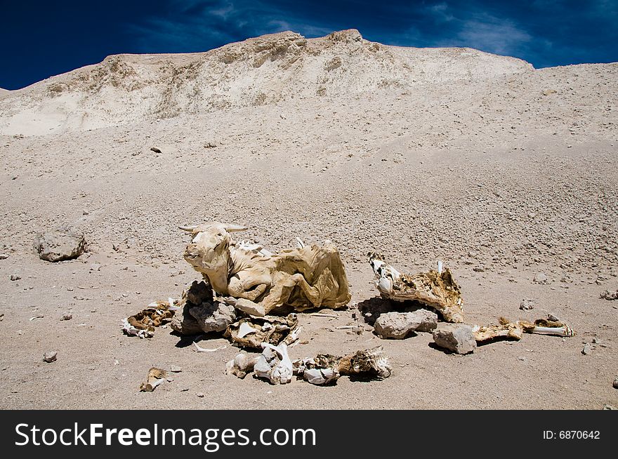 Death cow at Atacama Desert