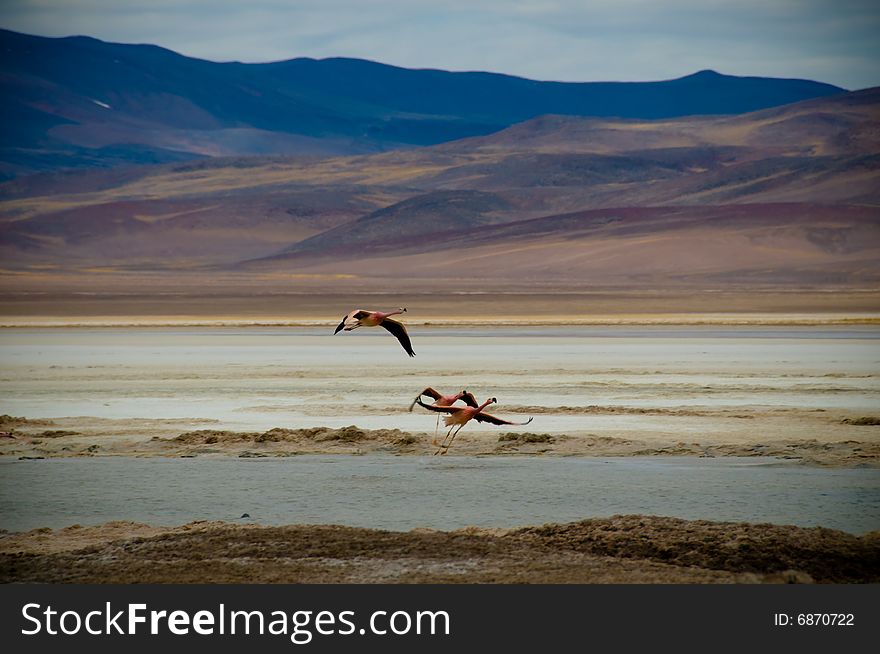 Flamingos flying over Laguna Santa Rosa